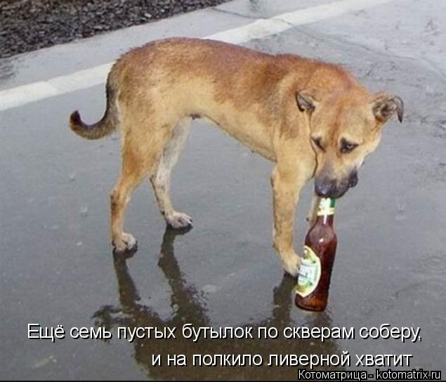 Ещё семь пустых бутылок по скверам соберу, и на полкило ливерной хватит... Котоматрица: Ещё семь пустых бутылок по скверам соберу, и на полкило ливерной хватит