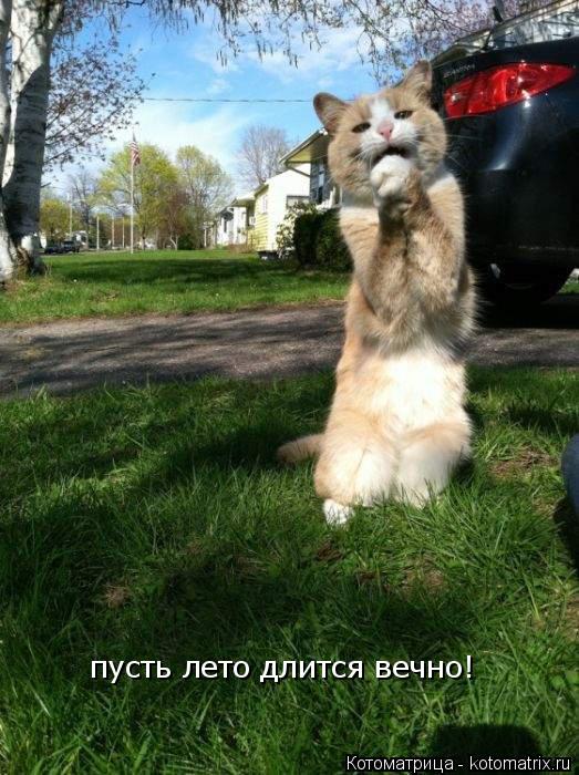 пусть лето длится вечно! пусть лето длится вечно!... Котоматрица: пусть лето длится вечно! пусть лето длится вечно!