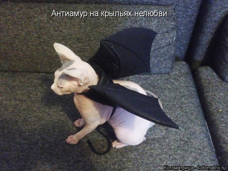 Котоматрица: Антиамур на крыльях нелюбви