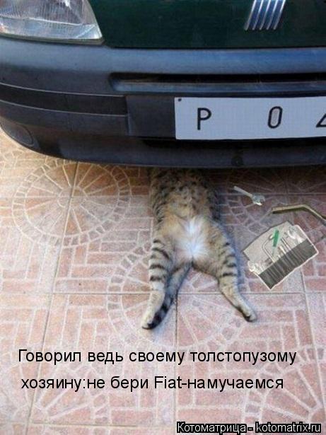 Говорил ведь своему толстопузому хозяину:не бери Fiat-намучаемся... Котоматрица: Говорил ведь своему толстопузому хозяину:не бери Fiat-намучаемся