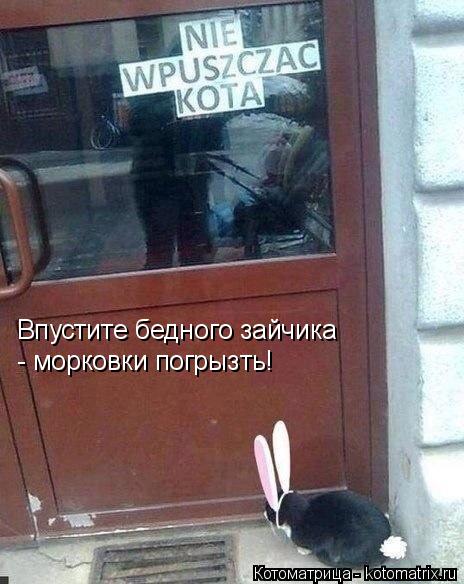 Впустите бедного зайчика - морковки погрызть!... Котоматрица: Впустите бедного зайчика - морковки погрызть!