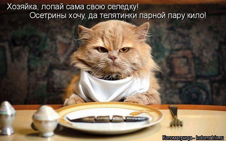 Котоматрица: Хозяйка, лопай сама свою селедку! Осетрины хочу, да телятинки парной пару кило!
