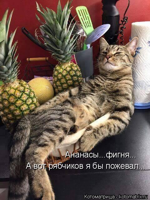 Ананасы...фигня... А вот рябчиков я бы пожевал...... Котоматрица: Ананасы...фигня... А вот рябчиков я бы пожевал...