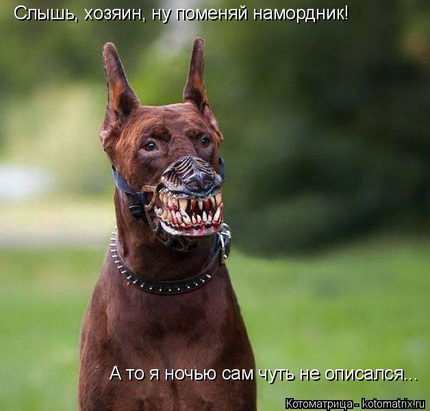 Котоматрица: Слышь, хозяин, ну поменяй намордник! А то я ночью сам чуть не описался...