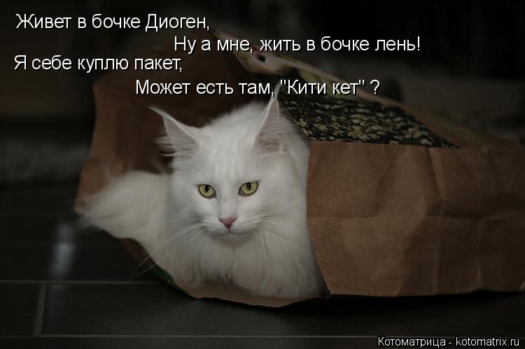 Котоматрица: Живет в бочке Диоген, Ну а мне, жить в бочке лень! Я себе куплю пакет, Может есть там, "Кити кет" ?