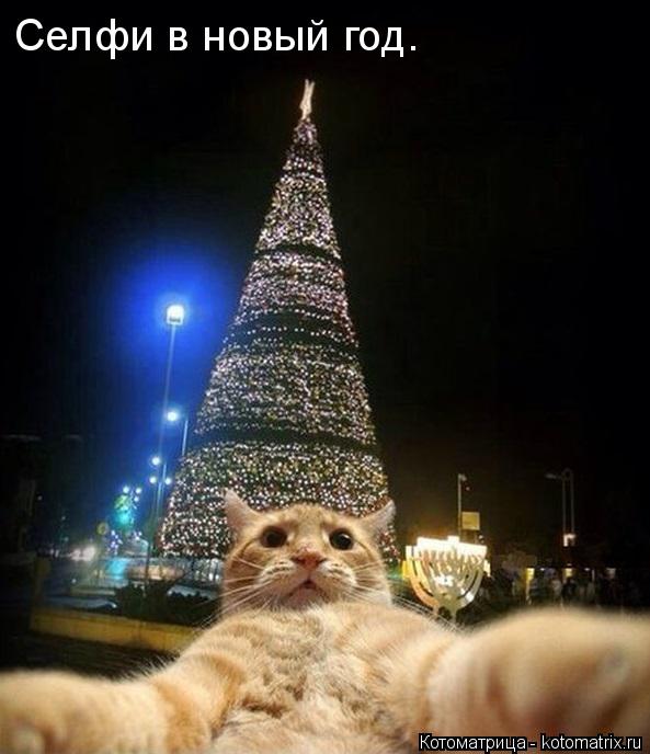 Селфи в новый год.... Котоматрица: Селфи в новый год.