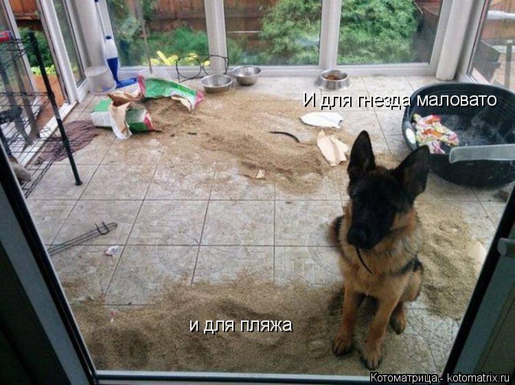 И для гнезда маловато и для пляжа... Котоматрица: И для гнезда маловато и для пляжа