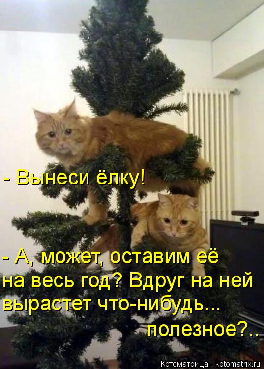 - Вынеси ёлку! - А, может, оставим её на весь год? Вдруг на ней вырастет что-нибудь... полезное?..... Котоматрица: - Вынеси ёлку! - А, может, оставим её на весь год? Вдруг на ней вырастет что-нибудь... полезное?..