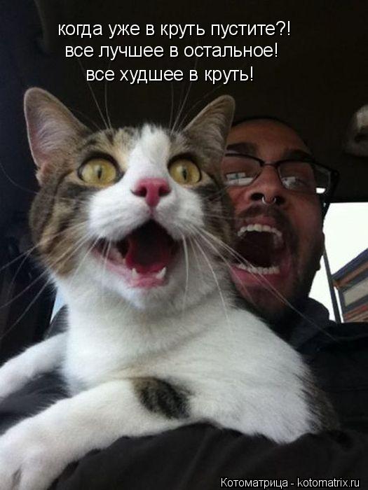 когда уже в круть пустите?! все лучшее в остальное! все худшее в круть!... Котоматрица: когда уже в круть пустите?! все лучшее в остальное! все худшее в круть!