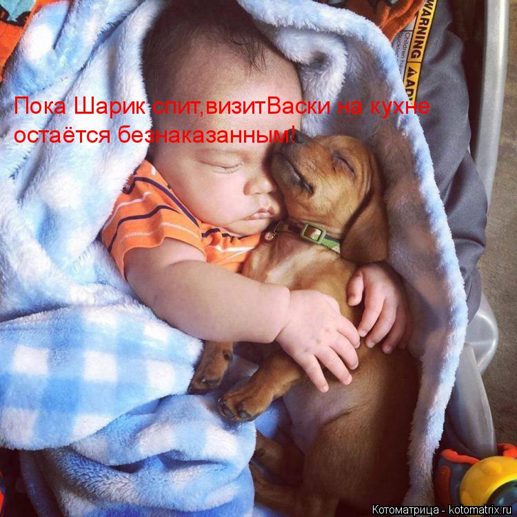 Пока Шарик спит,визитВаски на кухне остаётся безнаказанным!... Котоматрица: Пока Шарик спит,визитВаски на кухне остаётся безнаказанным!