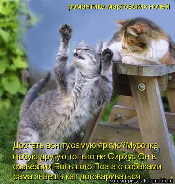 Достать вон ту,самую яркую?Мурочка, любую другую,только не Сириус.Он в созвездии Большого Пса,а с со... Котоматрица: Достать вон ту,самую яркую?Мурочка, любую другую,только не Сириус.Он в созвездии Большого Пса,а с собаками сама знаешь как договариваться.