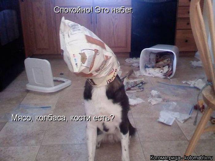 Спокойно! Это набег. Мясо, колбаса, кости есть?... Котоматрица: Спокойно! Это набег. Мясо, колбаса, кости есть?