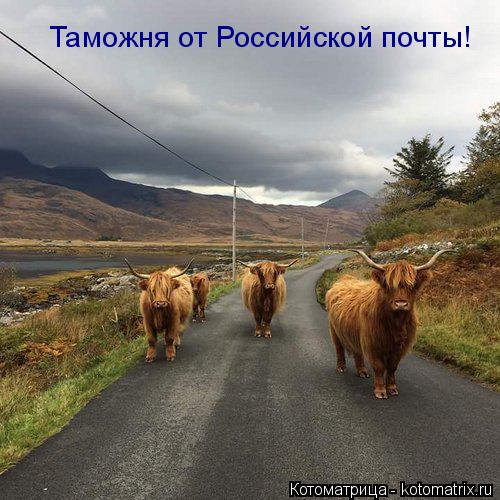 Таможня от Российской почты!... Котоматрица: Таможня от Российской почты!