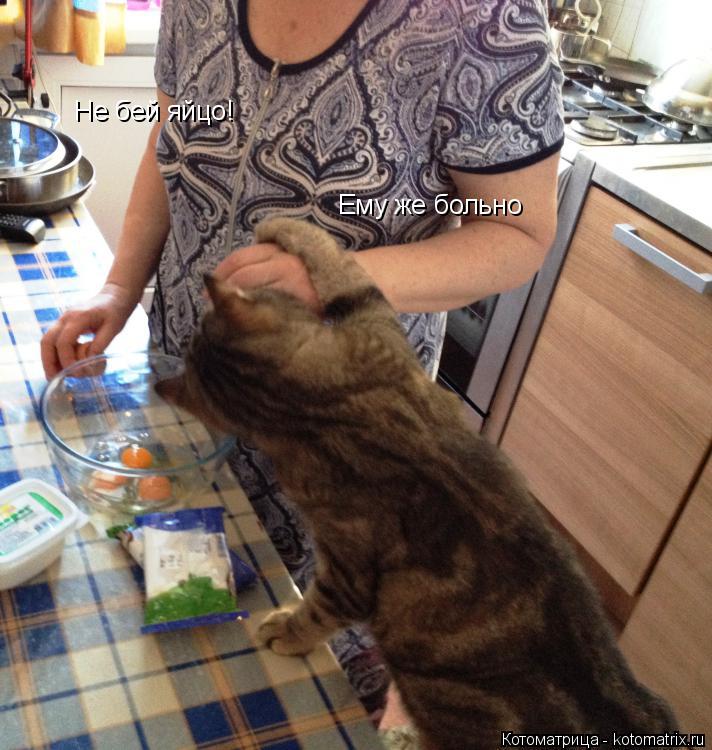 Не бей яйцо! Ему же больно... Котоматрица: Не бей яйцо! Ему же больно