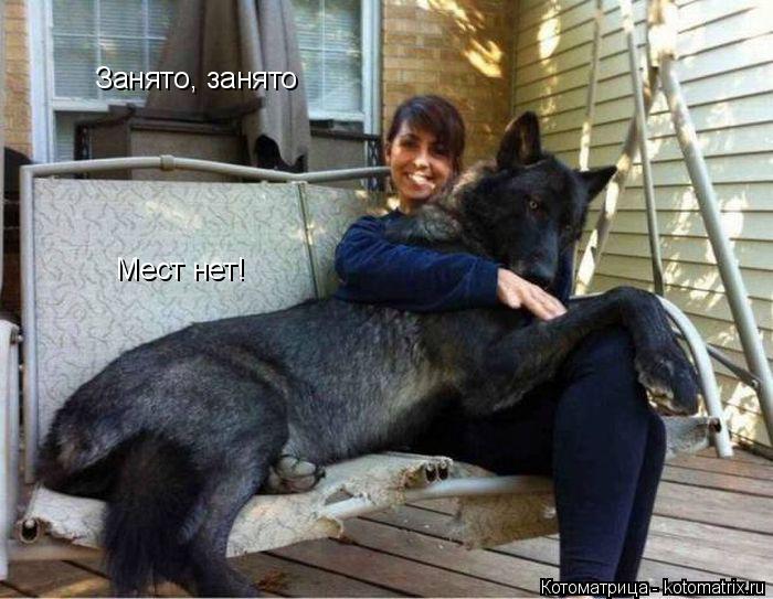 Занято, занято Мест нет!... Котоматрица: Занято, занято Мест нет!