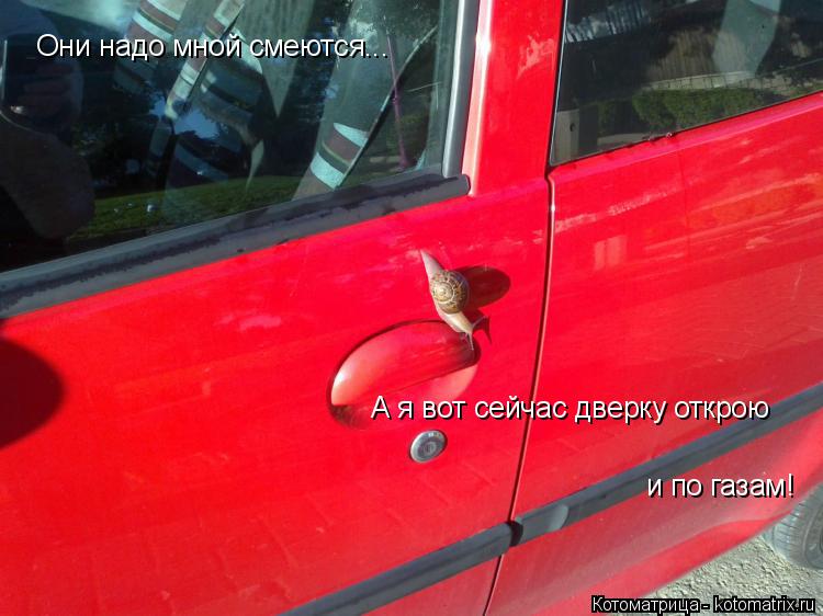 Они надо мной смеются... А я вот сейчас дверку открою и по газам!... Котоматрица: Они надо мной смеются... А я вот сейчас дверку открою и по газам!