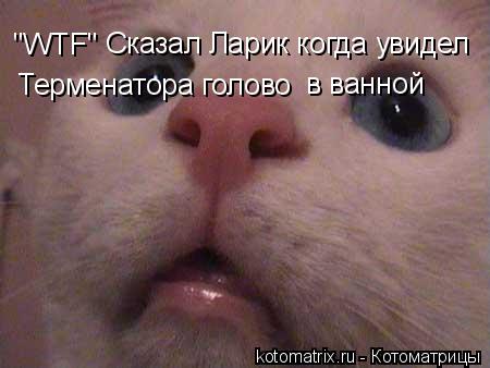 "WTF" Сказал Ларик когда увидел Терменатора голово в ванной... Котоматрица: "WTF" Сказал Ларик когда увидел Терменатора голово в ванной