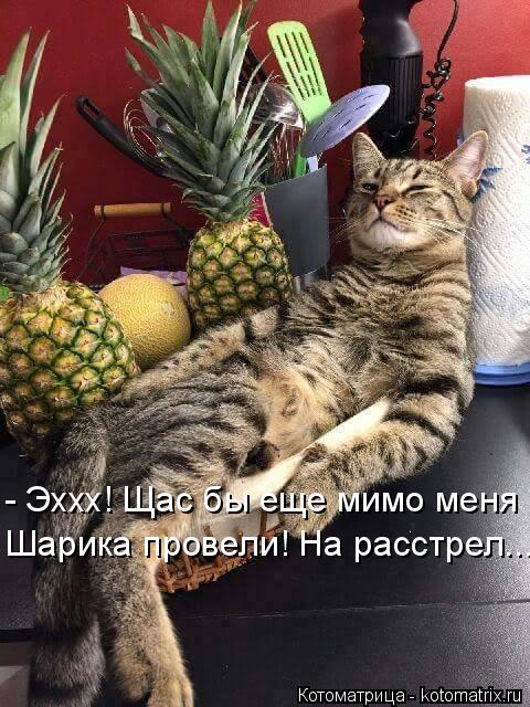 Котоматрица: - Эххх! Щас бы еще мимо меня Шарика провели! На расстрел...