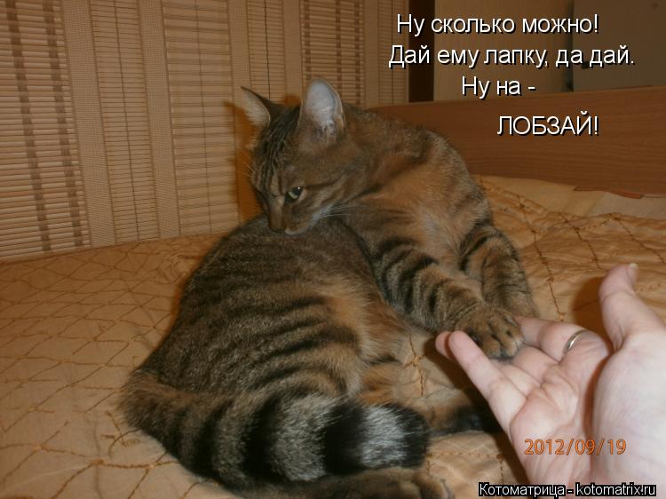 Ну сколько можно! Дай ему лапку, да дай. Ну на - ЛОБЗАЙ!... Котоматрица: Ну сколько можно! Дай ему лапку, да дай. Ну на - ЛОБЗАЙ!