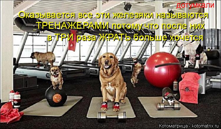 Оказывается все эти железяки называются ТРЕНАЖЕРАМИ потому,что после них в ТРИ раза ЖРАТЬ больше хоче... Котоматрица: Оказывается все эти железяки называются ТРЕНАЖЕРАМИ потому,что после них в ТРИ раза ЖРАТЬ больше хочется дотумкали дотумкали