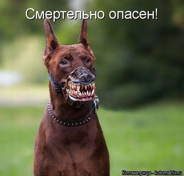 Смертельно опасен!... Котоматрица: Смертельно опасен!