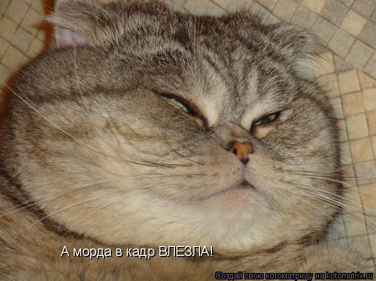 А морда в кадр ВЛЕЗЛА!... Котоматрица: А морда в кадр ВЛЕЗЛА!