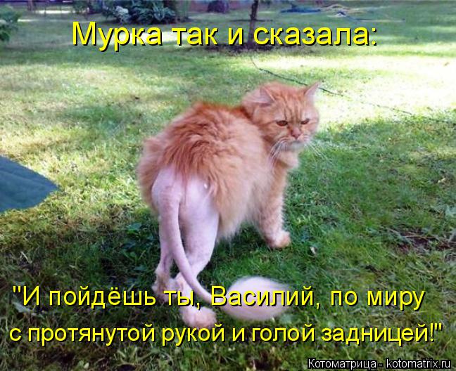 Мурка так и сказала: "И пойдёшь ты, Василий, по миру с протянутой рукой и голой задницей!"... Котоматрица: Мурка так и сказала: "И пойдёшь ты, Василий, по миру с протянутой рукой и голой задницей!"