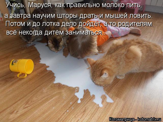 Учись, Маруся, как правильно молоко пить, а завтра научим шторы драть и мышей ловить. Потом и до лотк... Котоматрица: Учись, Маруся, как правильно молоко пить, а завтра научим шторы драть и мышей ловить. Потом и до лотка дело дойдёт, а то родителям всё некогд