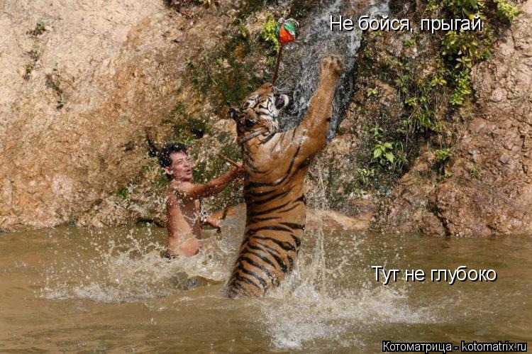 Не бойся, прыгай Тут не глубоко... Котоматрица: Не бойся, прыгай Тут не глубоко