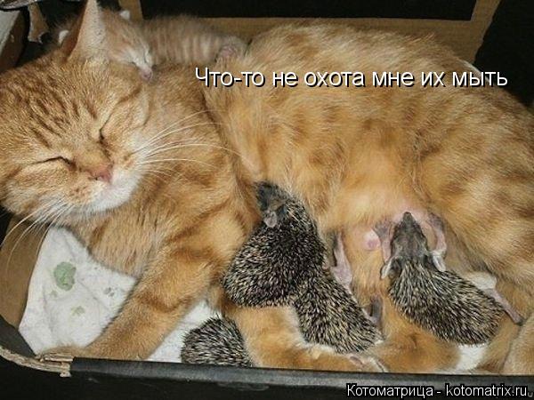 Что-то не охота мне их мыть Что-то не охота мне их мыть... Котоматрица: Что-то не охота мне их мыть Что-то не охота мне их мыть