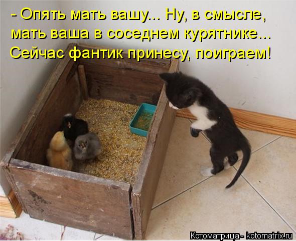 - Опять мать вашу... Ну, в смысле, мать ваша в соседнем курятнике... Сейчас фантик принесу, поиграем!... Котоматрица: - Опять мать вашу... Ну, в смысле, мать ваша в соседнем курятнике... Сейчас фантик принесу, поиграем!