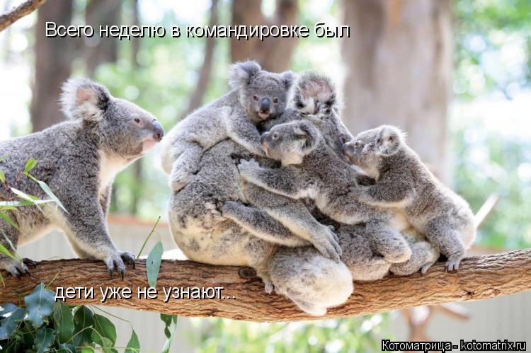 Всего неделю в командировке был дети уже не узнают...... Котоматрица: Всего неделю в командировке был дети уже не узнают...