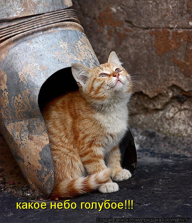 какое небо голубое!!!... Котоматрица: какое небо голубое!!!