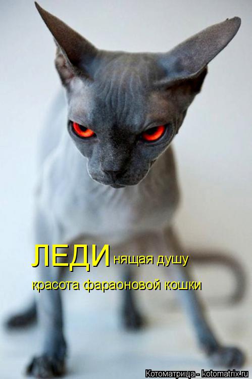 ЛЕДИ нящая душу красота фараоновой кошки... Котоматрица: ЛЕДИ нящая душу красота фараоновой кошки