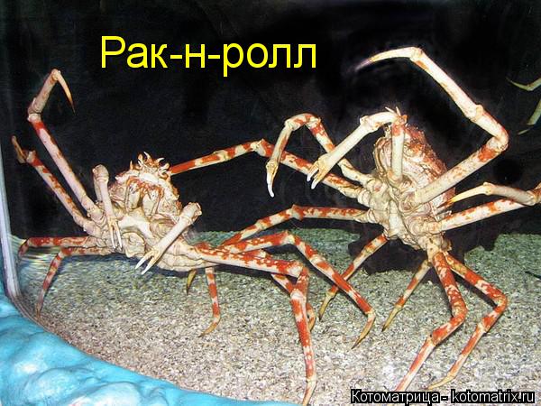 Рак-н-ролл... Котоматрица: Рак-н-ролл