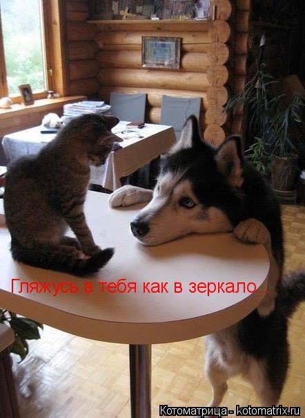 Гляжусь в тебя как в зеркало...... Котоматрица: Гляжусь в тебя как в зеркало...