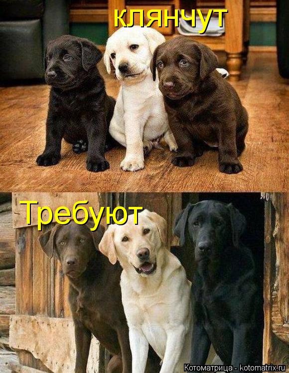 клянчут Требуют... Котоматрица: клянчут Требуют
