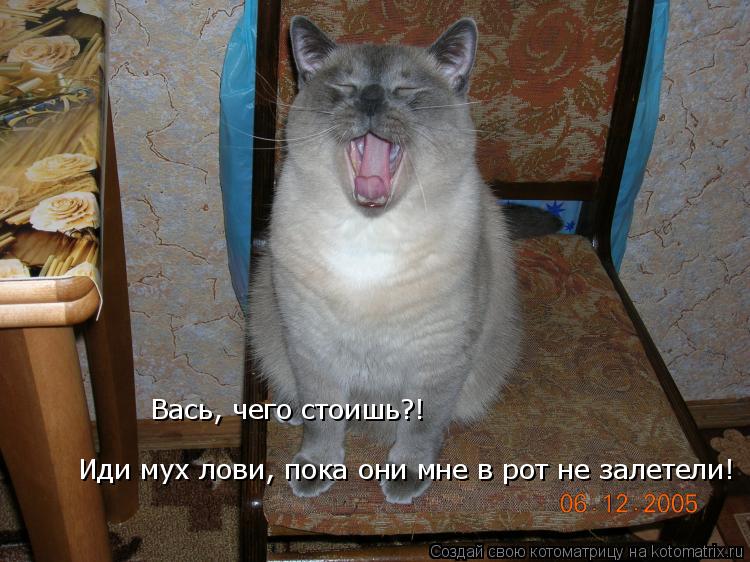 Иди мух лови, пока они мне в рот не залетели! Вась, чего стоишь?!... Котоматрица: Иди мух лови, пока они мне в рот не залетели! Вась, чего стоишь?!