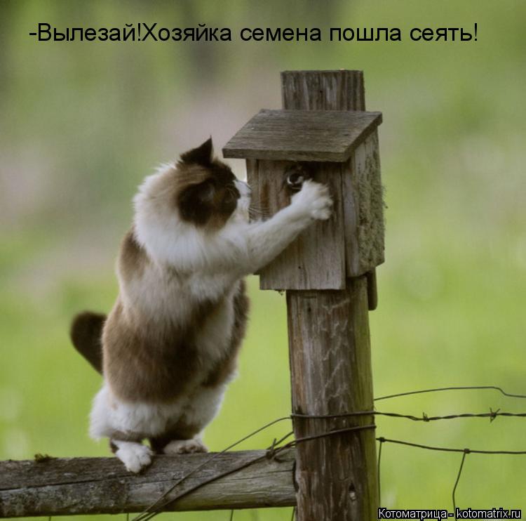 -Вылезай!Хозяйка семена пошла сеять!... Котоматрица: -Вылезай!Хозяйка семена пошла сеять!