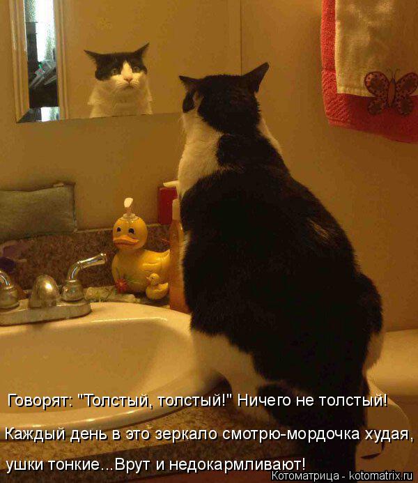 Говорят: "Толстый, толстый!" Ничего не толстый! ушки тонкие...Врут и недокармливают! Каждый день в эт... Котоматрица: Говорят: "Толстый, толстый!" Ничего не толстый! ушки тонкие...Врут и недокармливают! Каждый день в это зеркало смотрю-мордочка худая,