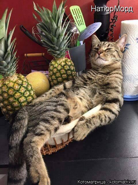 НатюрМорд... Котоматрица: НатюрМорд
