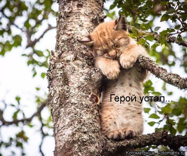 Герой устал...... Котоматрица: Герой устал...