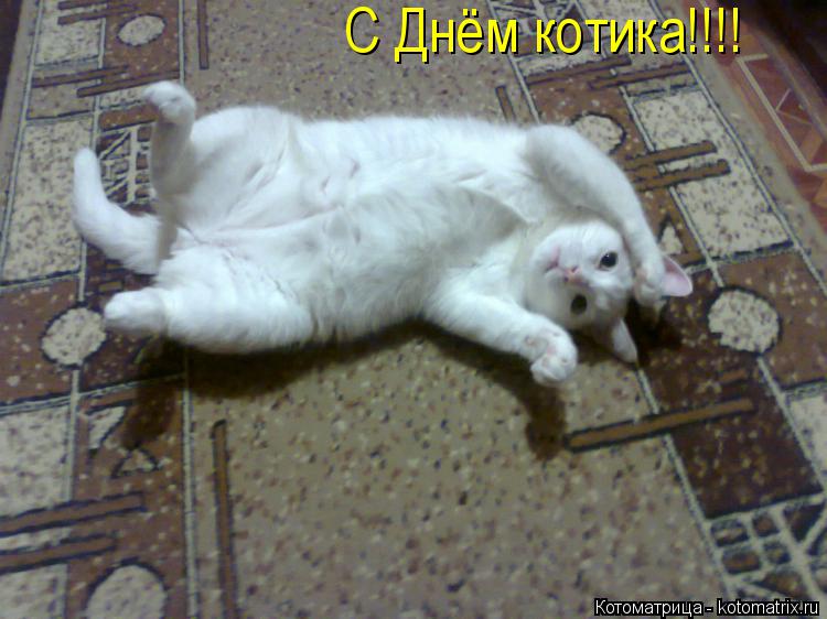 С Днём котика!!!!... Котоматрица: С Днём котика!!!!