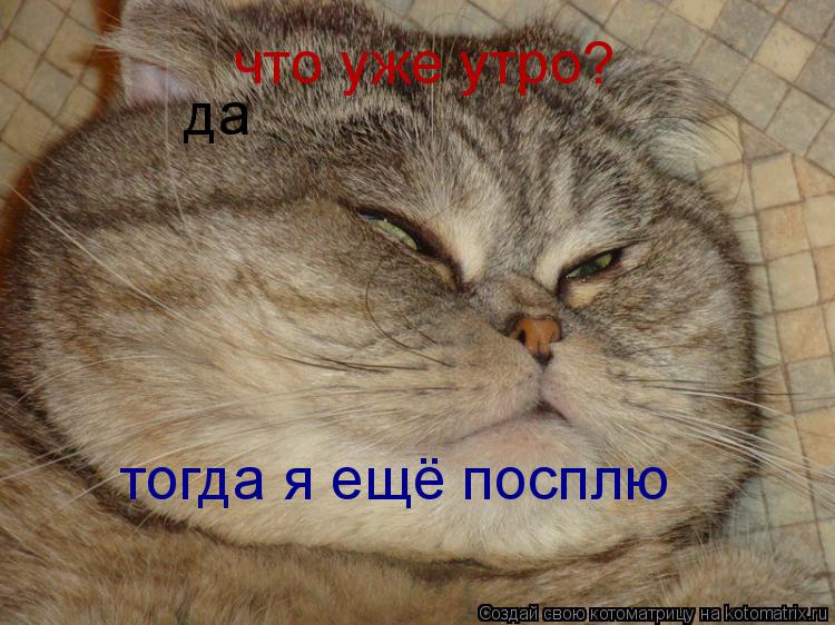 что уже утро? да тогда я ещё посплю... Котоматрица: что уже утро? да тогда я ещё посплю