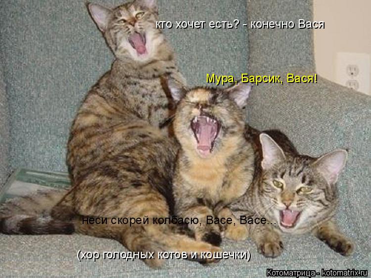кто хочет есть? - конечно Вася Мура, Барсик, Вася! неси скорей колбасю, Васе, Васе... (хор голодных к... Котоматрица: кто хочет есть? - конечно Вася Мура, Барсик, Вася! неси скорей колбасю, Васе, Васе... (хор голодных котов и кошечки)