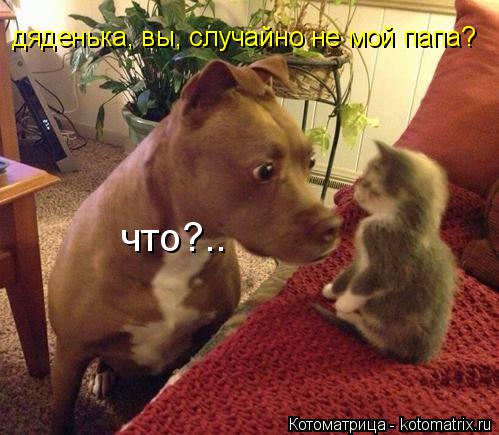 дяденька, вы, случайно не мой папа? что?..... Котоматрица: дяденька, вы, случайно не мой папа? что?..