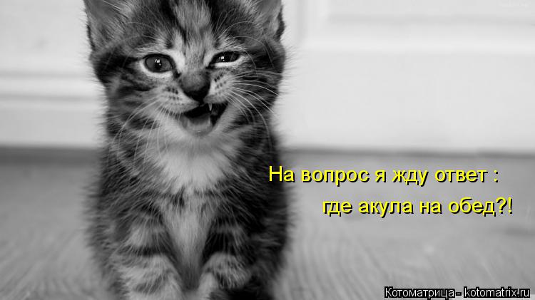 На вопрос я жду ответ : где акула на обед?!... Котоматрица: На вопрос я жду ответ : где акула на обед?!