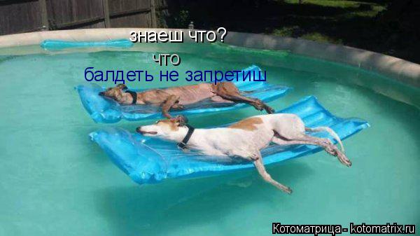 знаеш что? знаеш что? что балдеть не запретиш... Котоматрица: знаеш что? знаеш что? что балдеть не запретиш