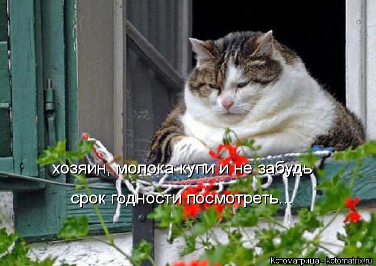 хозяин, молока купи и не забудь срок годности посмотреть...... Котоматрица: хозяин, молока купи и не забудь срок годности посмотреть...