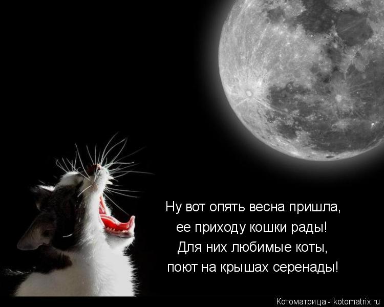Ну вот опять весна пришла, ее приходу кошки рады! Для них любимые коты, поют на крышах серенады!... Котоматрица: Ну вот опять весна пришла, ее приходу кошки рады! Для них любимые коты, поют на крышах серенады!